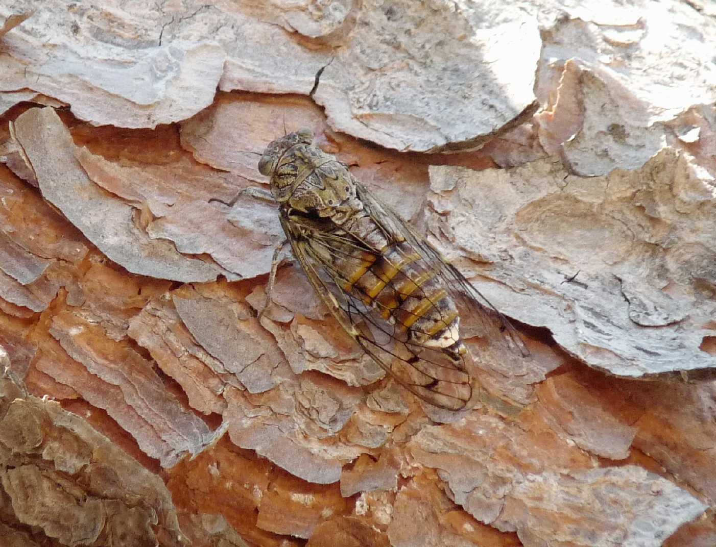 Exuvie di cicala (Cicada orni?)